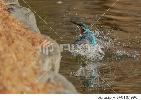 水中から飛び出したカワセミと水しぶき 140187990
