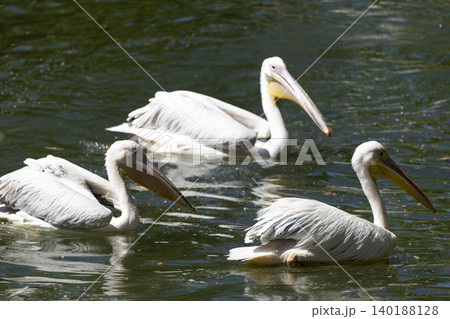 A serene group of pelicans gracefully swimming together in a tranquil pond surrounded by lush greenery. 140188128