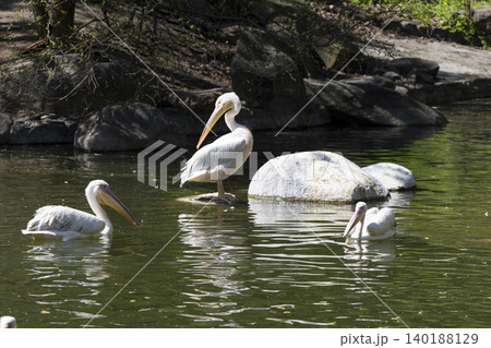 A Serene Gathering of Pelicans Swimming Gracefully in a Tranquil Pond Surrounded by Lush Greenery A Serene Gathering of Pelicans Swimming Gracefully in a Tranquil Pond Surrounded by Lush Greenery 140188129