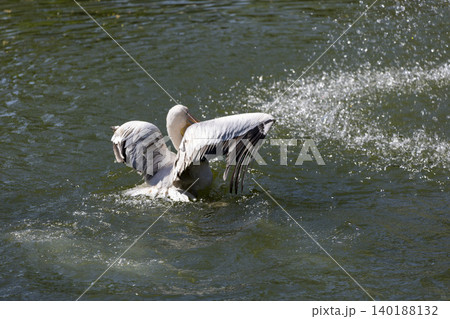 Majestic Pelican Splashes Water Delightfully in a Serene Pond Surrounded by Lush Greenery and Reflections 140188132