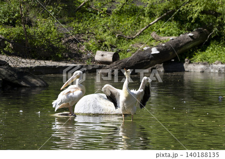 A Serene Gathering of Pelicans Swimming Gracefully in a Calm Pond Surrounded by Lush Greenery A Serene Gathering of Pelicans Swimming Gracefully in a Calm Pond Surrounded by Lush Greenery 140188135