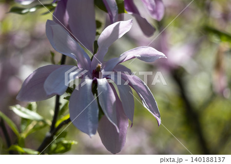 Delicate Flower in Focus Surrounded by a Softly Blurred Garden Background, Capturing Nature s Beauty Delicate Flower in Focus Surrounded by a Softly Blurred Garden Background, Capturing Nature s Beauty 140188137