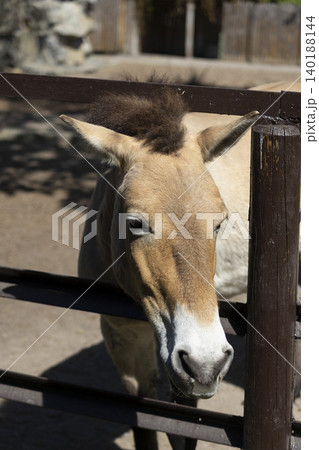 Curious donkey peering over a rustic wooden fence, captivatingly gazing into the camera lens. Curious donkey peering over a rustic wooden fence, captivatingly gazing into the camera lens. 140188144