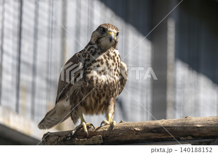 Colorful Bird Perched Gracefully on a Branch in a Lively Zoo Environment Surrounded by Natural Beauty 140188152
