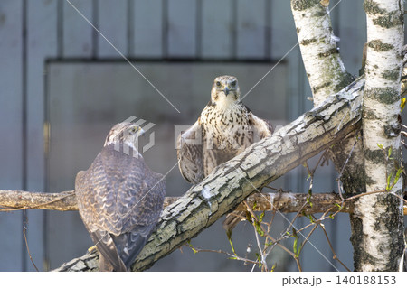 Two Colorful Birds Perched Gracefully on a Branch Surrounded by Lush Green Leaves in a Serene Tree Canopy 140188153