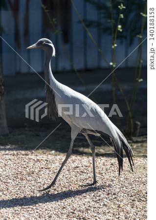 A Curious Bird Walking Gracefully on Gravel Path Surrounded by Lush Greenery in a Tranquil Park A Curious Bird Walking Gracefully on Gravel Path Surrounded by Lush Greenery in a Tranquil Park 140188158