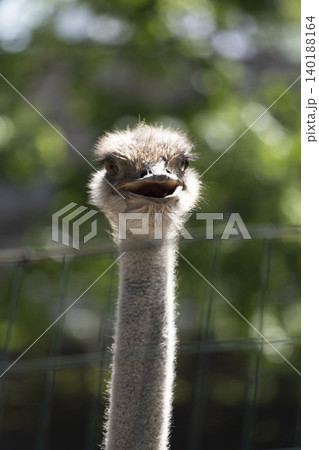 Majestic Ostrich Posing Gracefully with Its Head Held High, Capturing the Essence of Wild Beauty Majestic Ostrich Posing Gracefully with Its Head Held High, Capturing the Essence of Wild Beauty 140188164