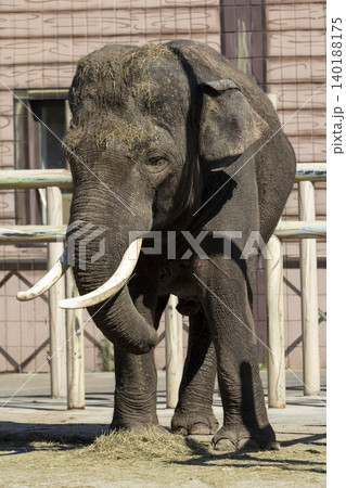 Majestic elephant with impressive tusks gracefully walking in a secure pen, showcasing its natural beauty and strength. 140188175
