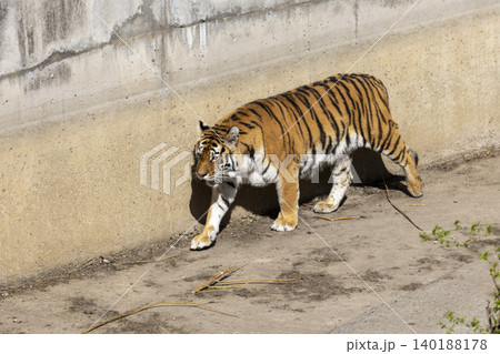Majestic Tiger Striding Gracefully Along a Concrete Wall in a Captivating Urban Setting Majestic Tiger Striding Gracefully Along a Concrete Wall in a Captivating Urban Setting 140188178