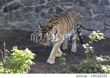 Majestic tiger gracefully walking in front of an ancient stone wall, showcasing its strength and beauty. Majestic tiger gracefully walking in front of an ancient stone wall, showcasing its strength and beauty. 140188185