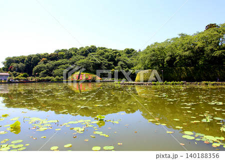 蓮華寺池公園 蓮華寺池 藤枝市 静岡県 東海地方 花・水・鳥・笑顔の楽園 蓮 れんげじいけ 蓮華寺池公園 蓮華寺池 藤枝市 静岡県 東海地方 花・水・鳥・笑顔の楽園 蓮 れんげじいけ 140188356