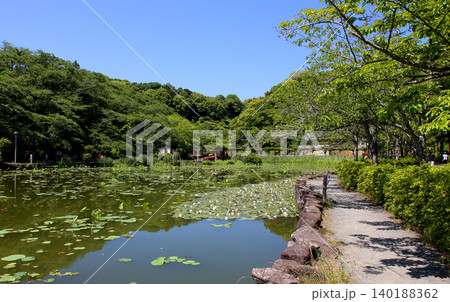 蓮華寺池公園 蓮華寺池 藤枝市 静岡県 東海地方 花・水・鳥・笑顔の楽園 蓮 れんげじいけ 蓮華寺池公園 蓮華寺池 藤枝市 静岡県 東海地方 花・水・鳥・笑顔の楽園 蓮 れんげじいけ 140188362