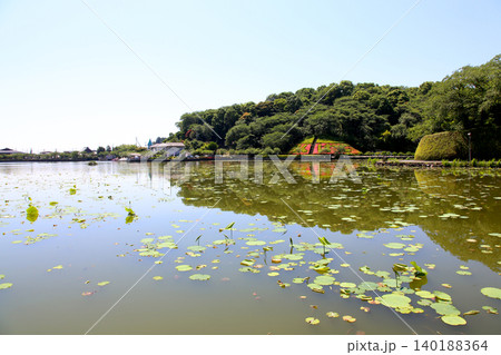 蓮華寺池公園 蓮華寺池 藤枝市 静岡県 東海地方 花・水・鳥・笑顔の楽園 蓮 れんげじいけ 蓮華寺池公園 蓮華寺池 藤枝市 静岡県 東海地方 花・水・鳥・笑顔の楽園 蓮 れんげじいけ 140188364