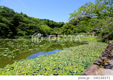 蓮華寺池公園　蓮華寺池　藤枝市　静岡県　東海地方　花・水・鳥・笑顔の楽園　蓮　れんげじいけ 140188371