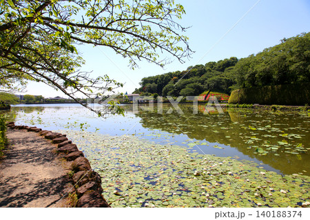 蓮華寺池公園　蓮華寺池　藤枝市　静岡県　東海地方　花・水・鳥・笑顔の楽園　蓮　れんげじいけ 140188374