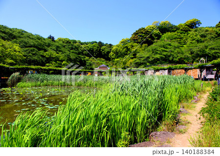 蓮華寺池公園　蓮華寺池　藤枝市　静岡県　東海地方　花・水・鳥・笑顔の楽園　蓮　れんげじいけ 140188384
