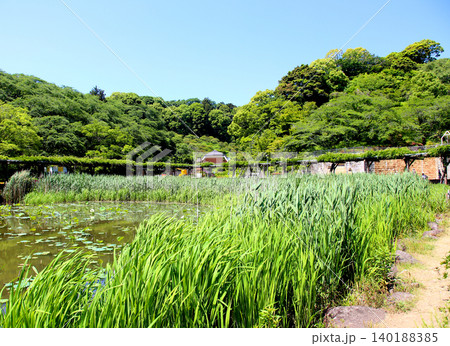 蓮華寺池公園 蓮華寺池 藤枝市 静岡県 東海地方 花・水・鳥・笑顔の楽園 蓮 れんげじいけ 蓮華寺池公園 蓮華寺池 藤枝市 静岡県 東海地方 花・水・鳥・笑顔の楽園 蓮 れんげじいけ 140188385