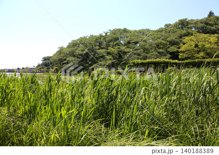 蓮華寺池公園 蓮華寺池 藤枝市 静岡県 東海地方 花・水・鳥・笑顔の楽園 蓮 れんげじいけ 蓮華寺池公園 蓮華寺池 藤枝市 静岡県 東海地方 花・水・鳥・笑顔の楽園 蓮 れんげじいけ 140188389