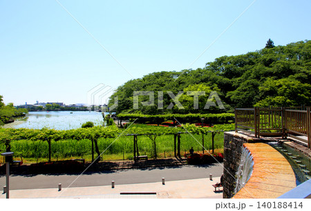 蓮華寺池公園 蓮華寺池 藤枝市 静岡県 東海地方 花・水・鳥・笑顔の楽園 蓮 れんげじいけ 蓮華寺池公園 蓮華寺池 藤枝市 静岡県 東海地方 花・水・鳥・笑顔の楽園 蓮 れんげじいけ 140188414