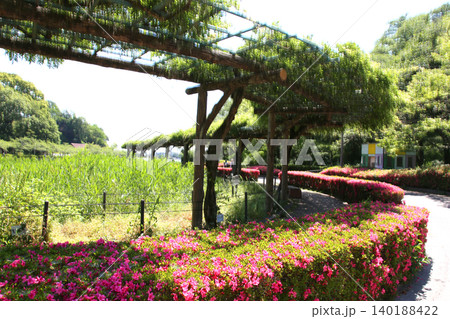 蓮華寺池公園 蓮華寺池 藤枝市 静岡県 東海地方 花・水・鳥・笑顔の楽園 蓮 れんげじいけ 蓮華寺池公園 蓮華寺池 藤枝市 静岡県 東海地方 花・水・鳥・笑顔の楽園 蓮 れんげじいけ 140188422