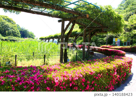 蓮華寺池公園 蓮華寺池 藤枝市 静岡県 東海地方 花・水・鳥・笑顔の楽園 蓮 れんげじいけ 蓮華寺池公園 蓮華寺池 藤枝市 静岡県 東海地方 花・水・鳥・笑顔の楽園 蓮 れんげじいけ 140188423