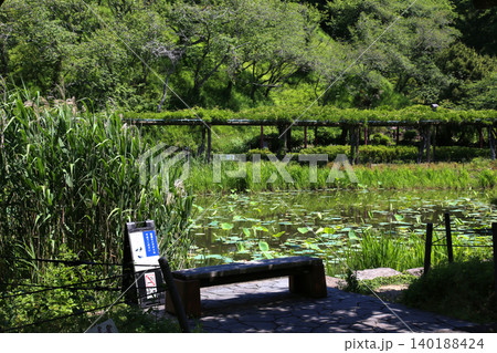 蓮華寺池公園 蓮華寺池 藤枝市 静岡県 東海地方 花・水・鳥・笑顔の楽園 蓮 れんげじいけ 蓮華寺池公園 蓮華寺池 藤枝市 静岡県 東海地方 花・水・鳥・笑顔の楽園 蓮 れんげじいけ 140188424