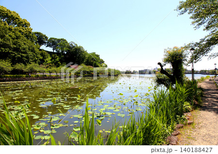 蓮華寺池公園 蓮華寺池 藤枝市 静岡県 東海地方 花・水・鳥・笑顔の楽園 蓮 れんげじいけ 蓮華寺池公園 蓮華寺池 藤枝市 静岡県 東海地方 花・水・鳥・笑顔の楽園 蓮 れんげじいけ 140188427