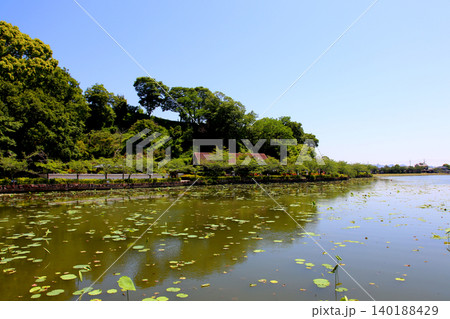 蓮華寺池公園 蓮華寺池 藤枝市 静岡県 東海地方 花・水・鳥・笑顔の楽園 蓮 れんげじいけ 蓮華寺池公園 蓮華寺池 藤枝市 静岡県 東海地方 花・水・鳥・笑顔の楽園 蓮 れんげじいけ 140188429