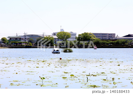 蓮華寺池公園　蓮華寺池　藤枝市　静岡県　東海地方　花・水・鳥・笑顔の楽園　蓮　れんげじいけ 140188433