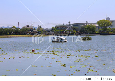 蓮華寺池公園 蓮華寺池 藤枝市 静岡県 東海地方 花・水・鳥・笑顔の楽園 蓮 れんげじいけ 蓮華寺池公園 蓮華寺池 藤枝市 静岡県 東海地方 花・水・鳥・笑顔の楽園 蓮 れんげじいけ 140188435