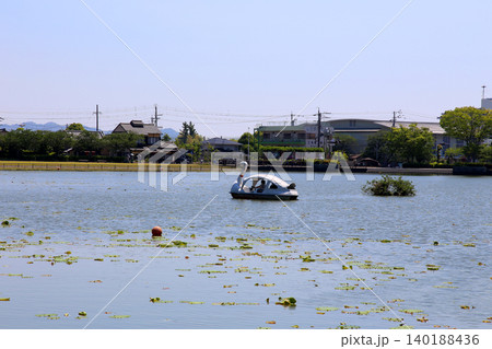 蓮華寺池公園 蓮華寺池 藤枝市 静岡県 東海地方 花・水・鳥・笑顔の楽園 蓮 れんげじいけ 蓮華寺池公園 蓮華寺池 藤枝市 静岡県 東海地方 花・水・鳥・笑顔の楽園 蓮 れんげじいけ 140188436