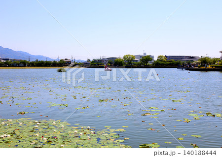蓮華寺池公園　蓮華寺池　藤枝市　静岡県　東海地方　花・水・鳥・笑顔の楽園　蓮　れんげじいけ 140188444