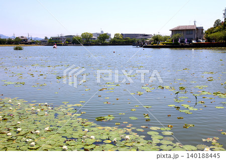 蓮華寺池公園 蓮華寺池 藤枝市 静岡県 東海地方 花・水・鳥・笑顔の楽園 蓮 れんげじいけ 蓮華寺池公園 蓮華寺池 藤枝市 静岡県 東海地方 花・水・鳥・笑顔の楽園 蓮 れんげじいけ 140188445