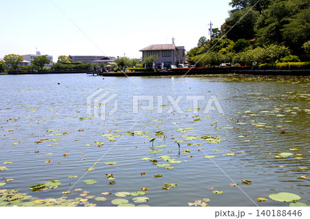 蓮華寺池公園 蓮華寺池 藤枝市 静岡県 東海地方 花・水・鳥・笑顔の楽園 蓮 れんげじいけ 蓮華寺池公園 蓮華寺池 藤枝市 静岡県 東海地方 花・水・鳥・笑顔の楽園 蓮 れんげじいけ 140188446