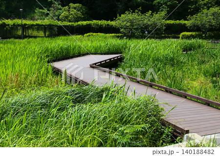 蓮華寺池公園 蓮華寺池 藤枝市 静岡県 東海地方 花・水・鳥・笑顔の楽園 蓮 れんげじいけ 蓮華寺池公園 蓮華寺池 藤枝市 静岡県 東海地方 花・水・鳥・笑顔の楽園 蓮 れんげじいけ 140188482