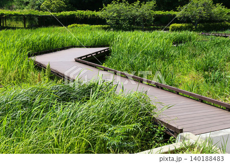 蓮華寺池公園 蓮華寺池 藤枝市 静岡県 東海地方 花・水・鳥・笑顔の楽園 蓮 れんげじいけ 蓮華寺池公園 蓮華寺池 藤枝市 静岡県 東海地方 花・水・鳥・笑顔の楽園 蓮 れんげじいけ 140188483