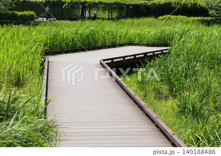 蓮華寺池公園 蓮華寺池 藤枝市 静岡県 東海地方 花・水・鳥・笑顔の楽園 蓮 れんげじいけ 蓮華寺池公園 蓮華寺池 藤枝市 静岡県 東海地方 花・水・鳥・笑顔の楽園 蓮 れんげじいけ 140188486