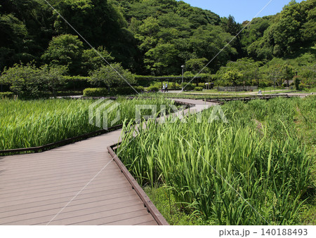 蓮華寺池公園 蓮華寺池 藤枝市 静岡県 東海地方 花・水・鳥・笑顔の楽園 蓮 れんげじいけ 蓮華寺池公園 蓮華寺池 藤枝市 静岡県 東海地方 花・水・鳥・笑顔の楽園 蓮 れんげじいけ 140188493