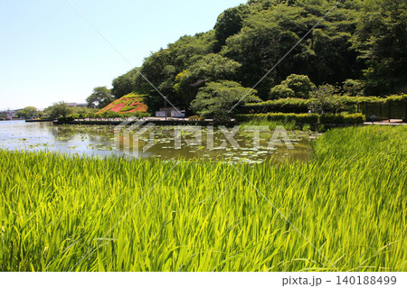 蓮華寺池公園　蓮華寺池　藤枝市　静岡県　東海地方　花・水・鳥・笑顔の楽園　蓮　れんげじいけ 140188499