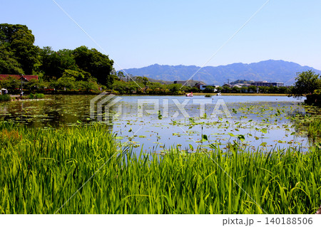 蓮華寺池公園 蓮華寺池 藤枝市 静岡県 東海地方 花・水・鳥・笑顔の楽園 蓮 れんげじいけ 蓮華寺池公園 蓮華寺池 藤枝市 静岡県 東海地方 花・水・鳥・笑顔の楽園 蓮 れんげじいけ 140188506