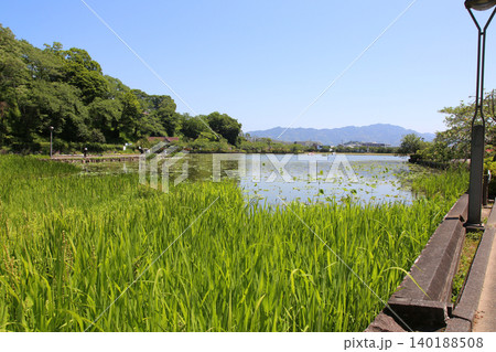 蓮華寺池公園 蓮華寺池 藤枝市 静岡県 東海地方 花・水・鳥・笑顔の楽園 蓮 れんげじいけ 蓮華寺池公園 蓮華寺池 藤枝市 静岡県 東海地方 花・水・鳥・笑顔の楽園 蓮 れんげじいけ 140188508