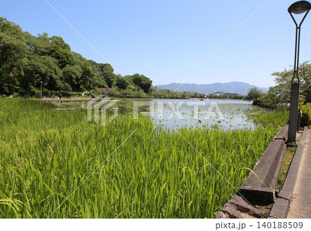 蓮華寺池公園　蓮華寺池　藤枝市　静岡県　東海地方　花・水・鳥・笑顔の楽園　蓮　れんげじいけ 140188509