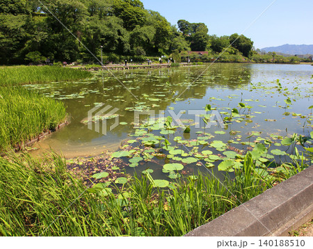蓮華寺池公園 蓮華寺池 藤枝市 静岡県 東海地方 花・水・鳥・笑顔の楽園 蓮 れんげじいけ 蓮華寺池公園 蓮華寺池 藤枝市 静岡県 東海地方 花・水・鳥・笑顔の楽園 蓮 れんげじいけ 140188510