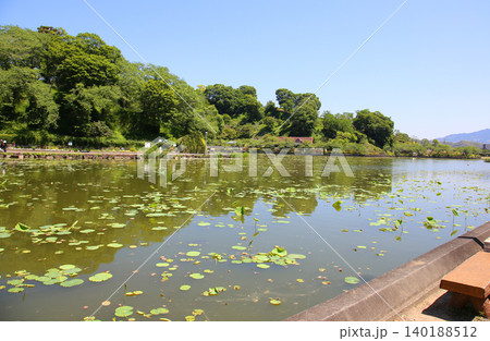 蓮華寺池公園 蓮華寺池 藤枝市 静岡県 東海地方 花・水・鳥・笑顔の楽園 蓮 れんげじいけ 蓮華寺池公園 蓮華寺池 藤枝市 静岡県 東海地方 花・水・鳥・笑顔の楽園 蓮 れんげじいけ 140188512