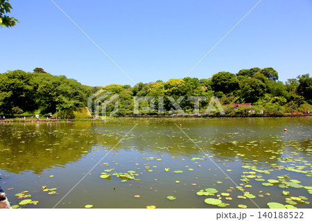 蓮華寺池公園　蓮華寺池　藤枝市　静岡県　東海地方　花・水・鳥・笑顔の楽園　蓮　れんげじいけ 140188522