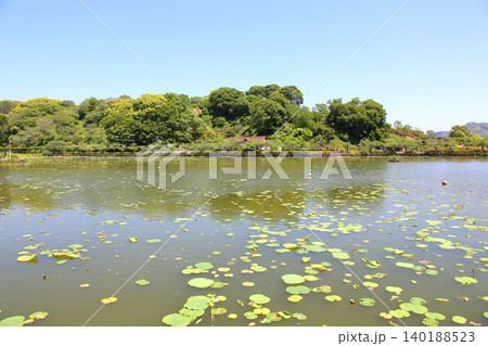 蓮華寺池公園 蓮華寺池 藤枝市 静岡県 東海地方 花・水・鳥・笑顔の楽園 蓮 れんげじいけ 蓮華寺池公園 蓮華寺池 藤枝市 静岡県 東海地方 花・水・鳥・笑顔の楽園 蓮 れんげじいけ 140188523