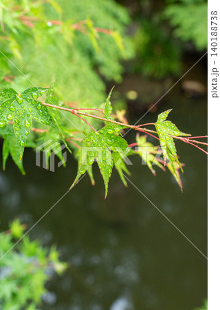 Japanese Maple Branch with Raindrops Over Water Japanese Maple Branch with Raindrops Over Water 140188738