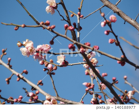 青空に映える梅の花 青空に映える梅の花 140188977