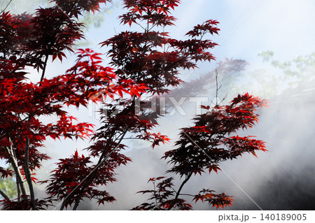 湯煙に包まれる紅葉・別府温泉, 大分県 湯煙に包まれる紅葉・別府温泉, 大分県 140189005