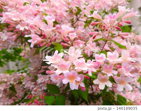 一斉に咲いたピンクのウツギの花 140189035